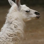 Zoo Halle 19-06-11 458