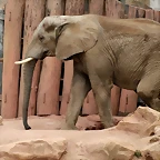 Zoo Halle 19-06-11 242