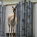 Zoo Halle 19-06-11 335
