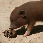 Zoo Halle 19-06-11 311