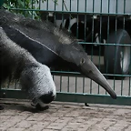Zoo Halle 19-06-11 479