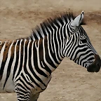 Zoo Halle 19-06-11 355