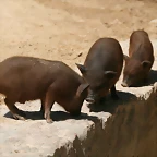 Zoo Halle 19-06-11 297
