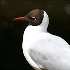Zoo Halle 19-06-11 427