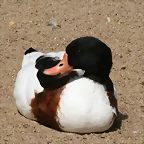 Zoo Halle 19-06-11 491