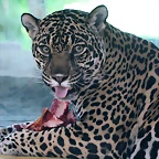Zoo Halle 19-06-11 591