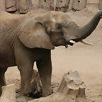 Zoo Halle 19-06-11 154