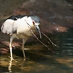 Zoo Halle 19-06-11 419