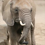 Zoo Halle 19-06-11 227