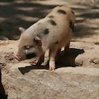 Zoo Halle 19-06-11 305