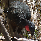 Penelope montagnii 4 (6-10-23 Bioparque Amaru)