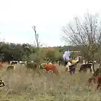 14, vacas en el llano, marca