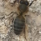 abeja6