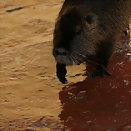Zoo de Barcelona 19-03-11 205