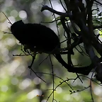 Zoo de Barcelona 19-03-11 696