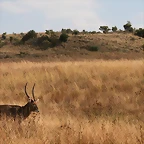 Lion Park i Rhino & Lion Nature Reserve 22-04-09 212