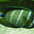 Zebrasoma veliferum 2 (22-7-17 Faunia)