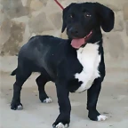aldo2