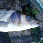 IMG-20140727-WA0007