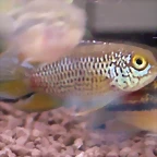 Nannacara anomala
