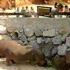 21-Hippopotamus