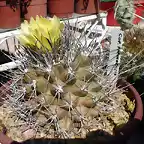 Copiapoa aff.paposoensis