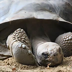 Zoo de Barcelona 05-09-11 405