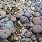 piedras vivas0