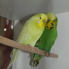 Fermina y Rabote (1)