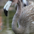 Zoo de Barcelona 05-09-11 404