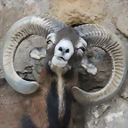 Zoo de Barcelona 05-09-11 307