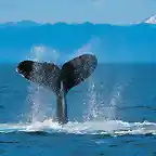 Humpback Whale