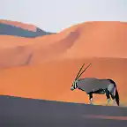 Oryx Antelope