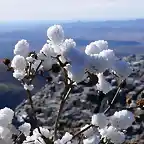 BombonHelado