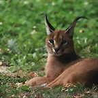 Le Parc des Felins agost 2010 908
