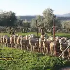 09, ovejas al sol marca