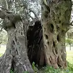 tronco de oliva