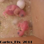 2 pollos 4-2-11