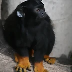 Zoo de Barcelona 28-11-2010 317