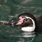 Zoo de Barcelona 28-11-2010 412