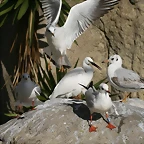 Zoo de Barcelona 28-11-2010 392