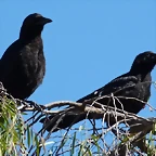 Corvus brachyrhynchos 2 (5-7-16 Seaport Village, San Diego)