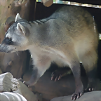 Procyon cancrivorus 3 (1-10-23 Zoo de Quito)