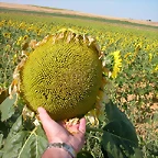 DSCN3133