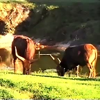 21-Watussi cattle