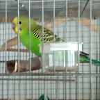 IMG-20190517-WA0006