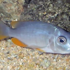 Copadichromis borleyi hembra