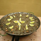 arroz 069
