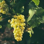 uva Viura