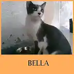 BELLA